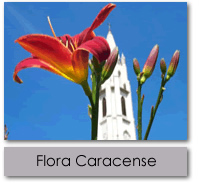 flora caracense