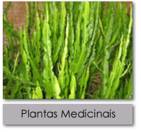 plantas medicinais