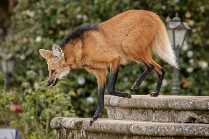 O que é o lobo-guará? - ((o))eco